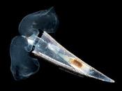 Amazing “Sea Butterflies” Ocean Acidification