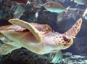 Featured Animal: Turtle