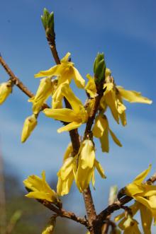 Forsythia europaea Flower (21/04/2013, Kew Gardens, London)