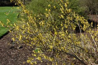 Forsythia europaea (21/04/2013, Kew Gardens, London)