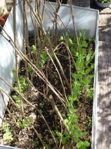 peas in frame growing up pea-sticks