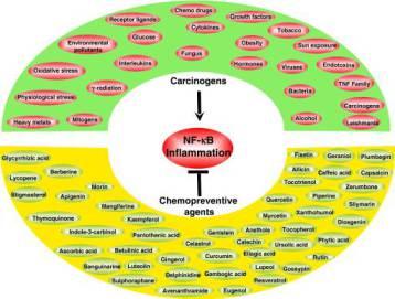 plant food and inflammation - Anand et al, 2008