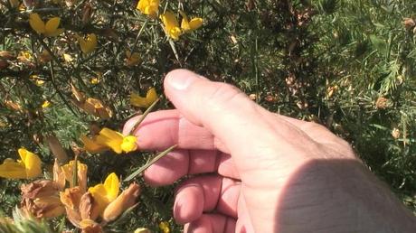 yellow gorse plant thorns - enniskerry - wicklow - ireland