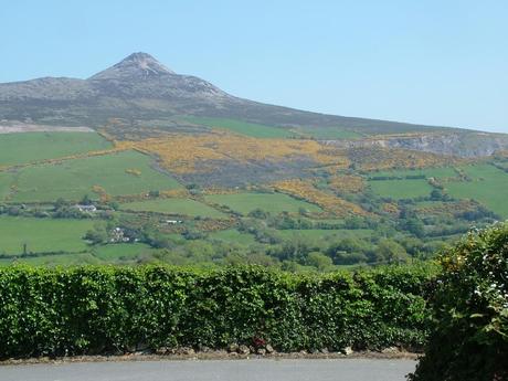 Sugar Loaf Mountain with Yellow Gorse growing on its sided - Enniskerry -  Wicklow - Ireland