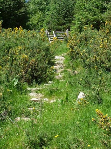 Gorse growing near hiking trail - Lackandarragh Lower - Wicklow - Ireland