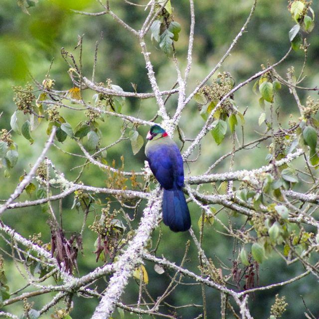 Turaco, a bird endemic to Nyungwe Forest in Rwanda