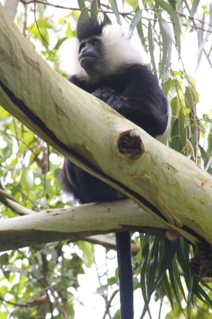 Black and white colobus monkey in Nyungwe Forest