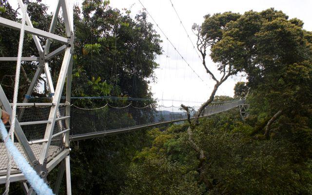 Nyungwe Forest canopy tour in Rwanda