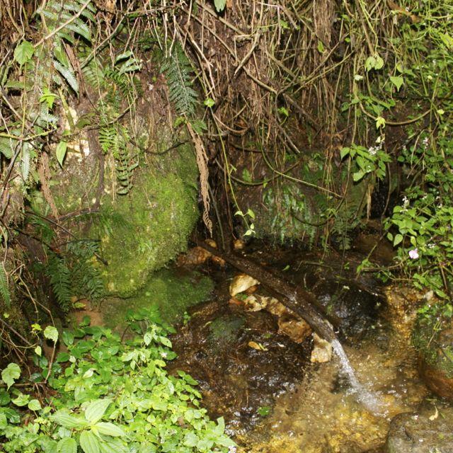 Source of the Congo River in Nyungwe Forest in Rwanda