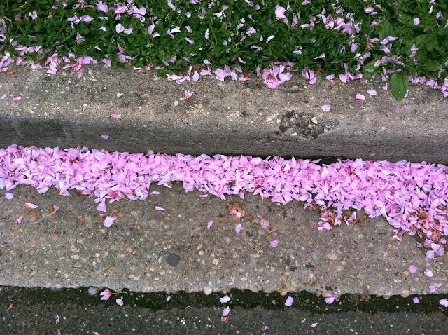 Cherry-Blossom-Litter-Spring-2013