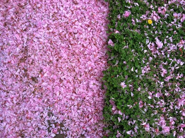 Cherry-Blossom-Litter-with-Clover-Spring-2013