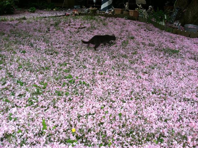 Stray-Cat-with-Cherry-Blossom-Litter-Spring-2013