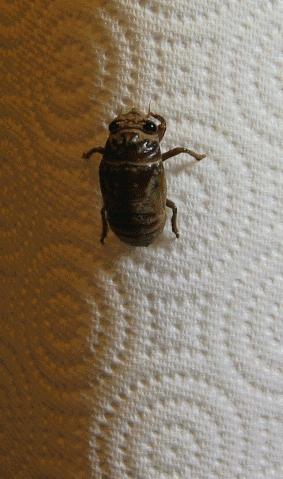 Animated Gif of a Cicada (Tibicen sp.) Molting. Taken by T. Nathan Mundhenk, in Centerville, Ohio USA July 30 2007. Each frame taken at 1 minute intervals. 30 minute gap in middle while cicada rested. The Cicada takes about 2 hours to complete the process.