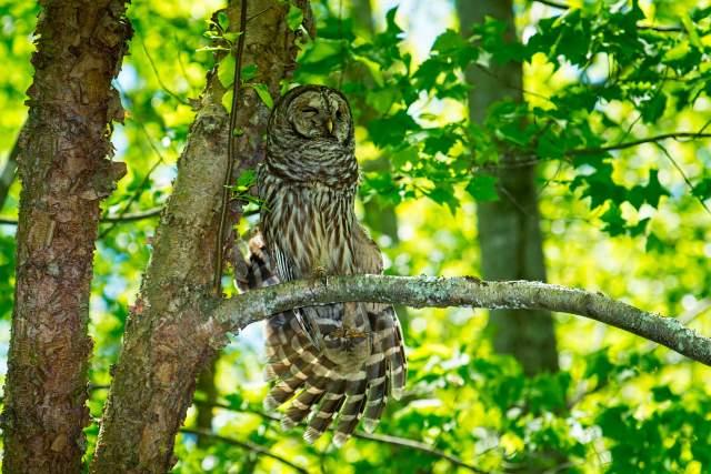 Barred-Owl-Stretchng-Leg-and-Wing