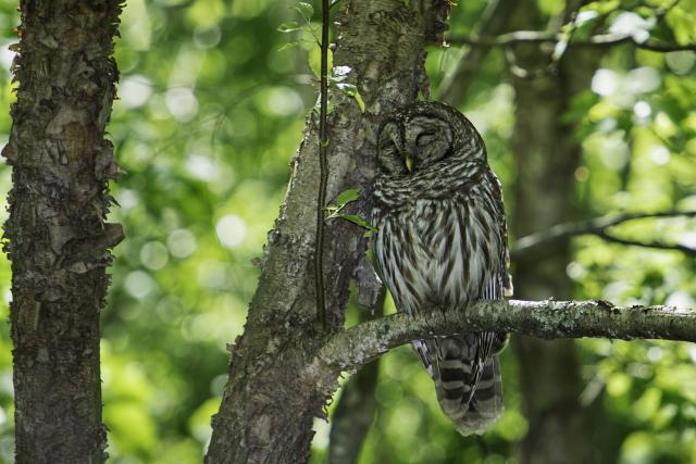 Barred Owl Sleeping Against a Tree