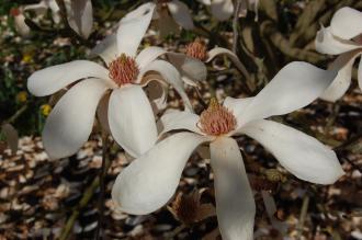 Magnolia cylindrica Flower (21/04/2013, Kew Gardens, London)