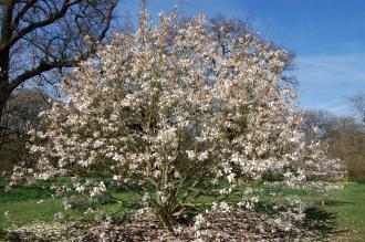 Magnolia cylindrica (21/04/2013, Kew Gardens, London)