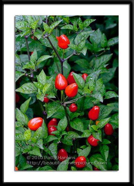 Chinese Five Color Peppers