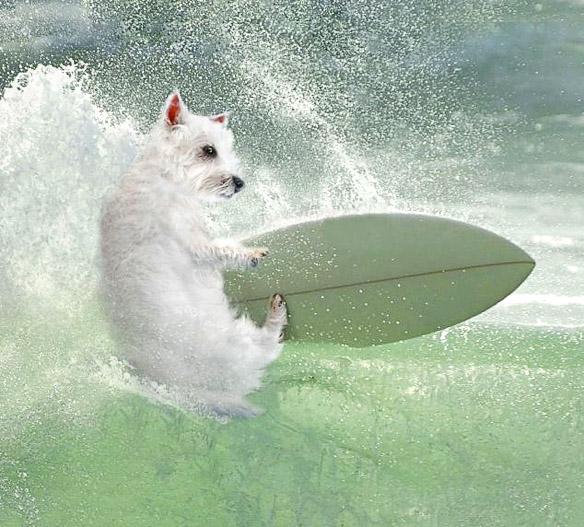 Highland Terriers Spotted in Dynamic WaterSports!