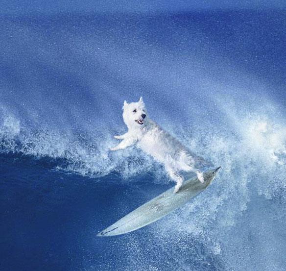 Highland Terriers Spotted in Dynamic WaterSports!