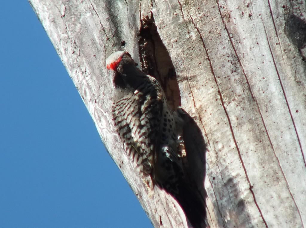northern flicker - red marking on head - thicksons woods - whitby - ontario