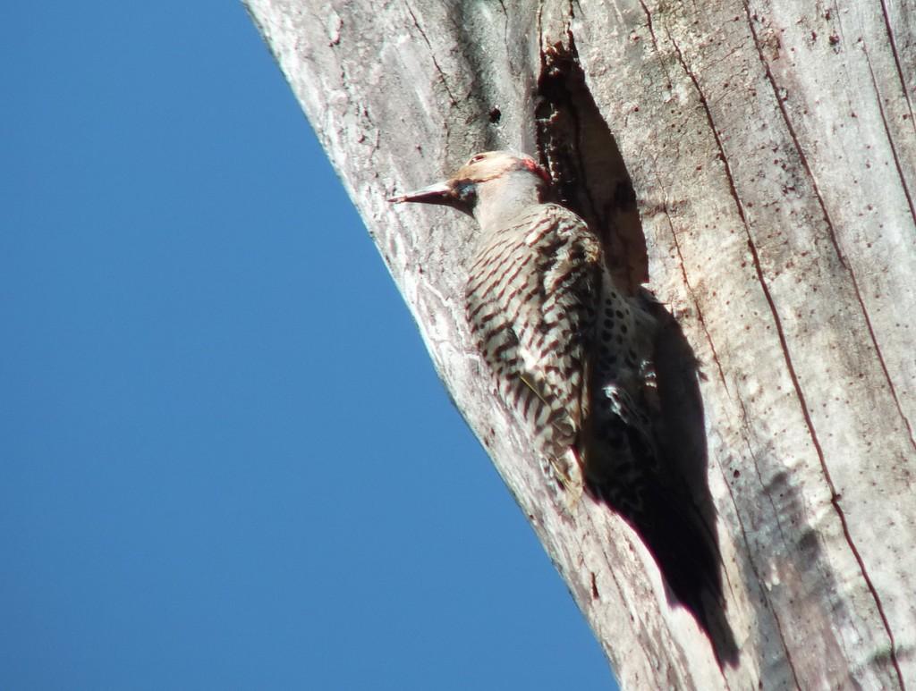 northern flicker - twists head - thicksons woods - whitby - ontario
