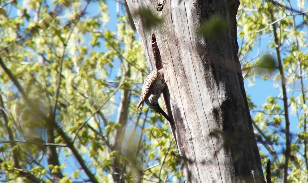 northern flicker - works on nest - thicksons woods - whitby - ontario
