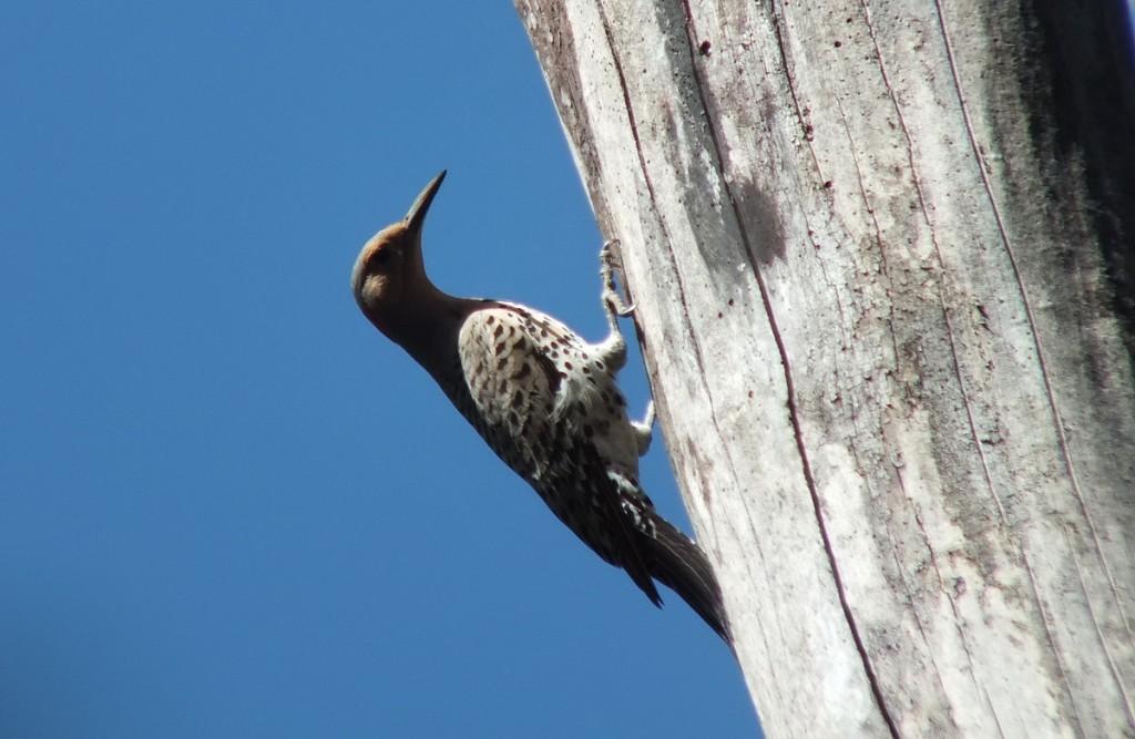 northern flicker - profile on tree - thicksons woods - whitby - ontario