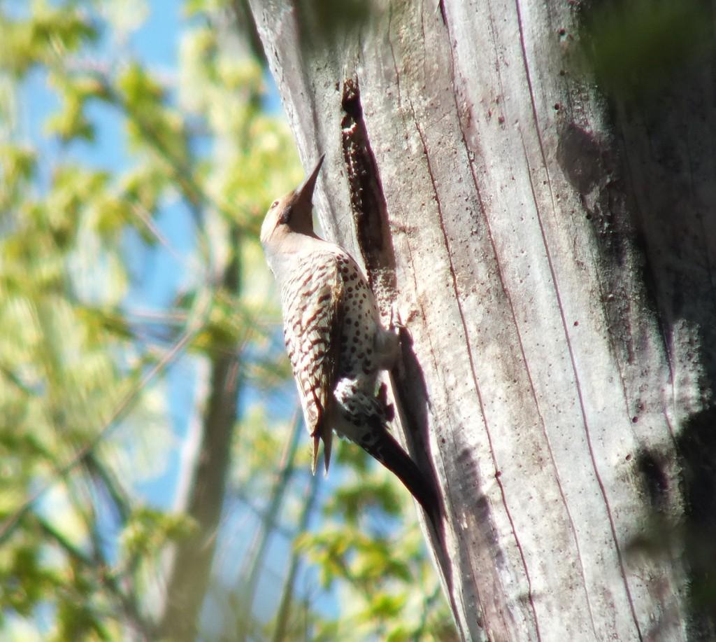 northern flicker - looks up - thicksons woods - whitby - ontario
