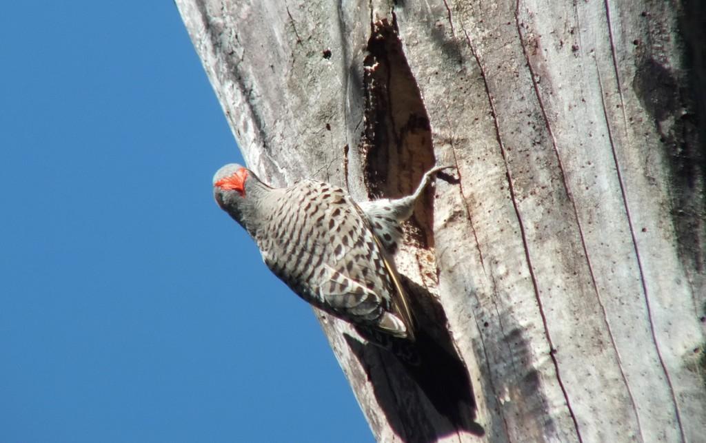 northern flicker - looks left - thicksons woods - whitby - ontario