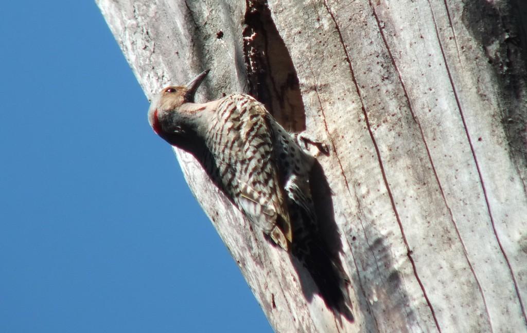 northern flicker - on tree - thicksons woods - whitby - ontario