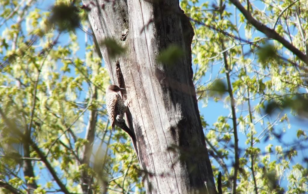 northern flicker - thicksons woods - whitby - ontario