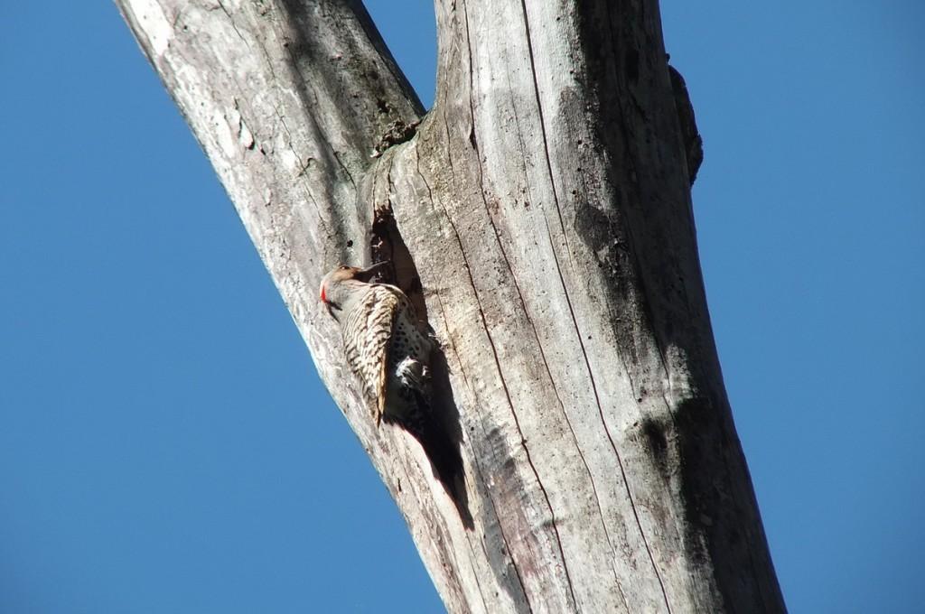 northern flicker - on side of tree - thicksons woods - whitby - ontario