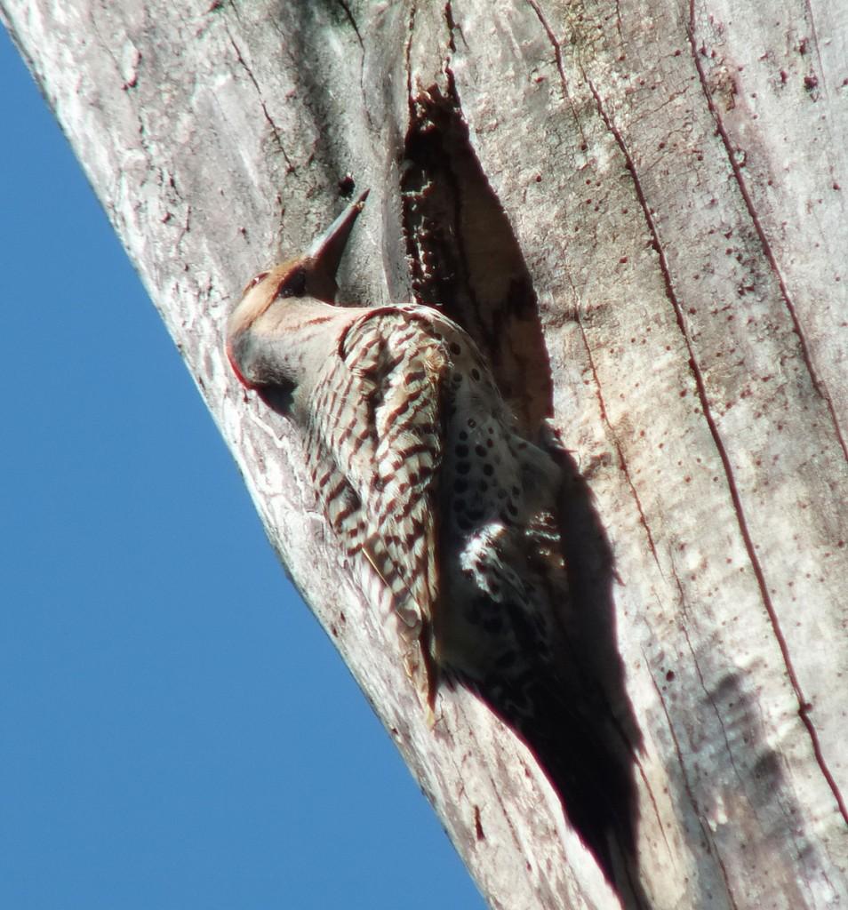 northern flicker - looks right - thicksons woods - whitby - ontario