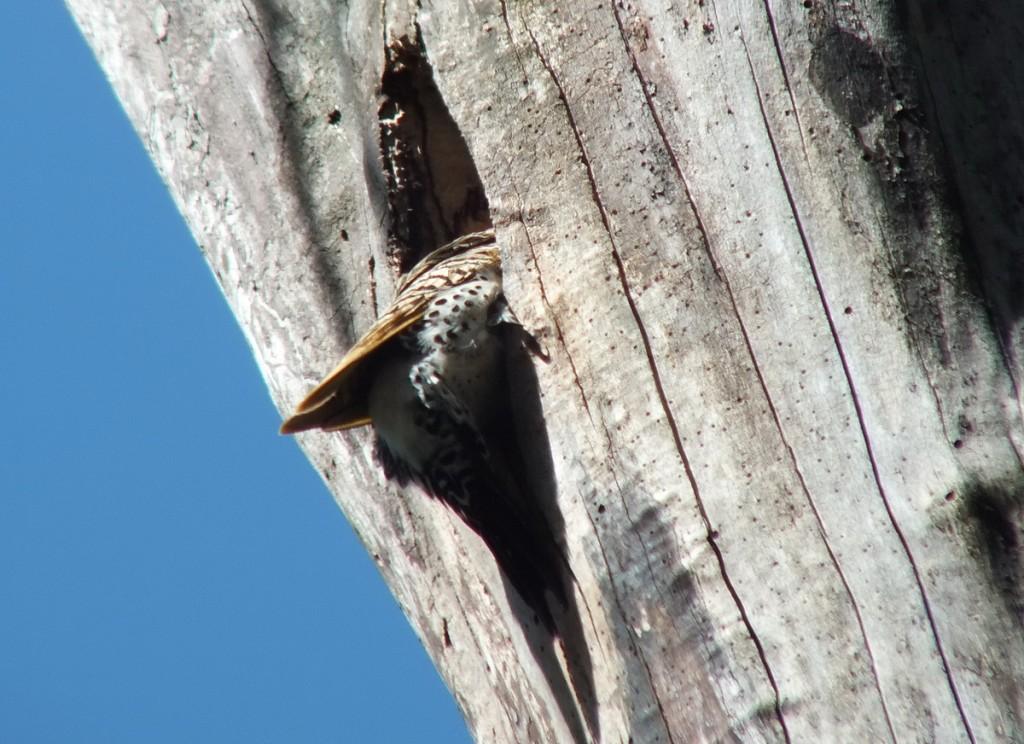 northern flicker - head in tree - thicksons woods - whitby - ontario