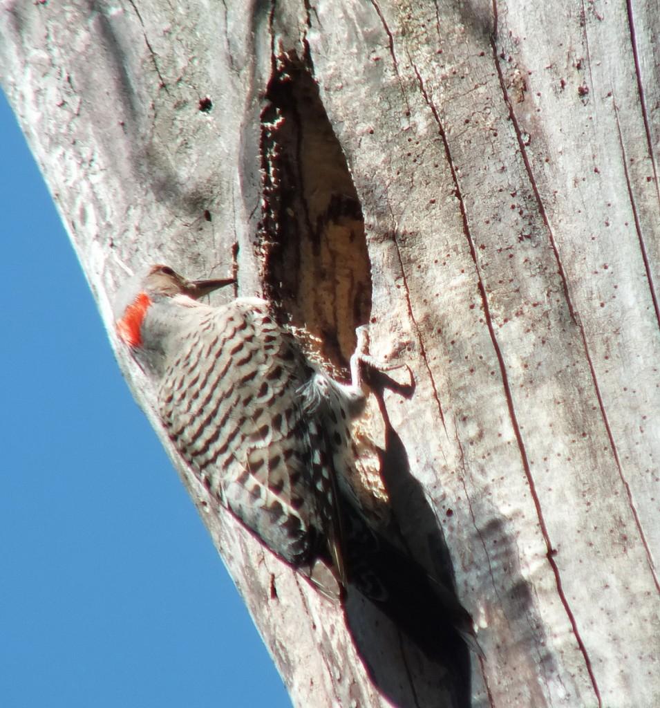 northern flicker - looks into nest - thicksons woods - whitby - ontario