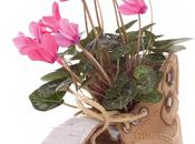 Gardening Your Shoes