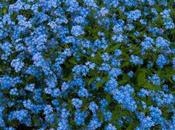 Forget-me-not, Despite Changing Outfit! Tribute International Fascination Plants (May 18th 2013)