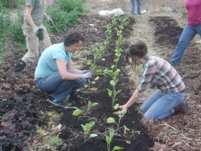 Soft Star Volunteer Day