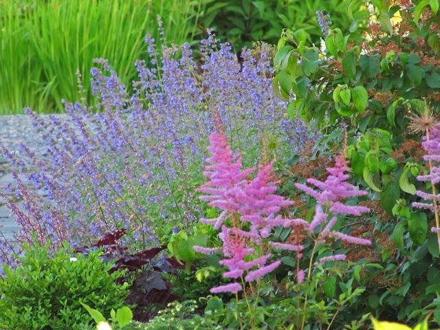 Astilbe 'Amethyst'