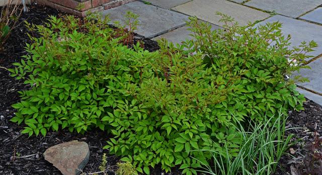 Astilbe 'Amethyst'