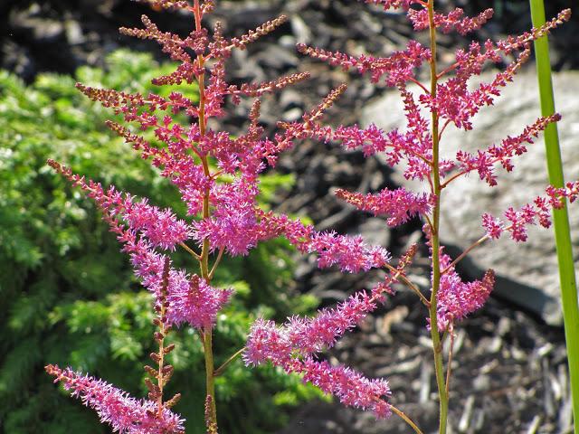 Astilbe 'Amethyst'