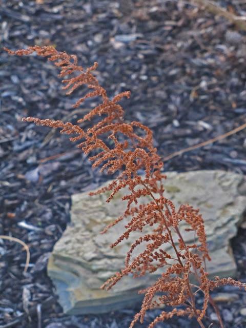 Astilbe 'Amethyst'