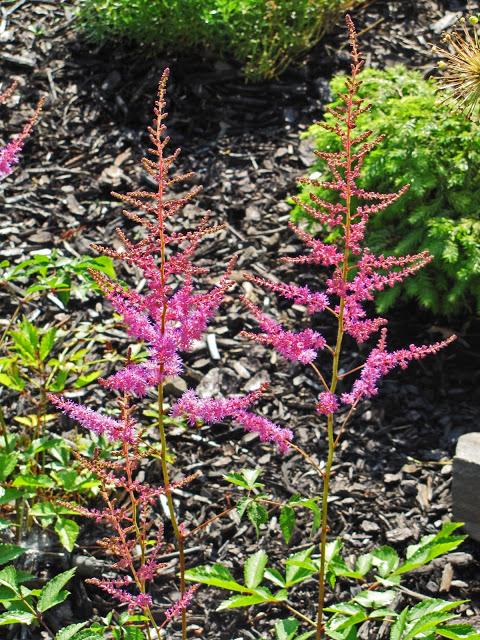 Astilbe 'Amethyst'