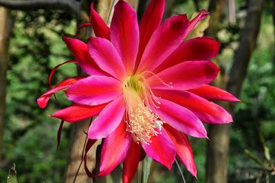 Epiphyllum...and  There Are Kittehs in Stuff