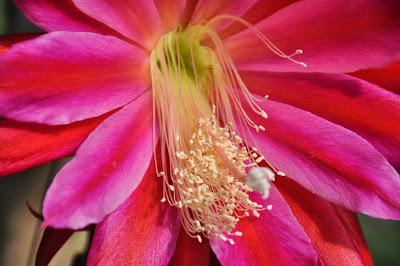 Epiphyllum...and  There Are Kittehs in Stuff