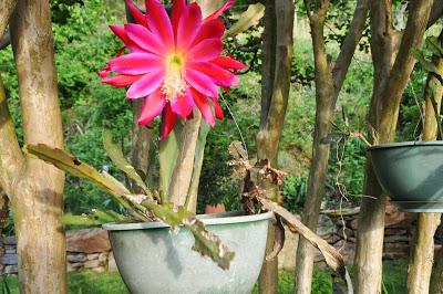 Epiphyllum...and  There Are Kittehs in Stuff