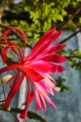 Epiphyllum...and  There Are Kittehs in Stuff