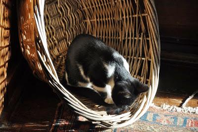 Epiphyllum...and  There Are Kittehs in Stuff