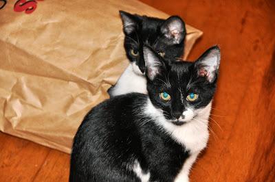 Epiphyllum...and  There Are Kittehs in Stuff